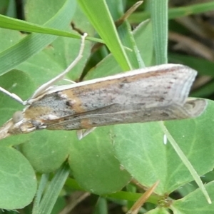 Etiella behrii at QPRC LGA - suppressed