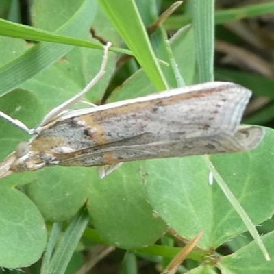 Etiella behrii (Lucerne Seed Web Moth) at Mongarlowe River - 13 Dec 2023 by arjay