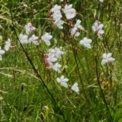 Oenothera lindheimeri (Clockweed) at Phillip, ACT - 14 Dec 2023 by Mike