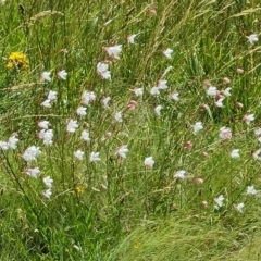 Oenothera lindheimeri at Phillip, ACT - 14 Dec 2023