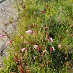 Oenothera lindheimeri at Phillip, ACT - 14 Dec 2023