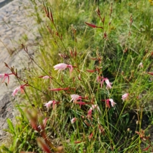 Oenothera lindheimeri at Phillip, ACT - 14 Dec 2023