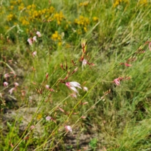 Oenothera lindheimeri at Phillip, ACT - 14 Dec 2023