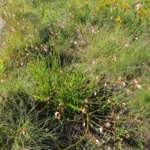 Oenothera lindheimeri at Phillip, ACT - 14 Dec 2023