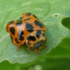 Harmonia conformis (Common Spotted Ladybird) at Charleys Forest, NSW - 12 Dec 2023 by arjay