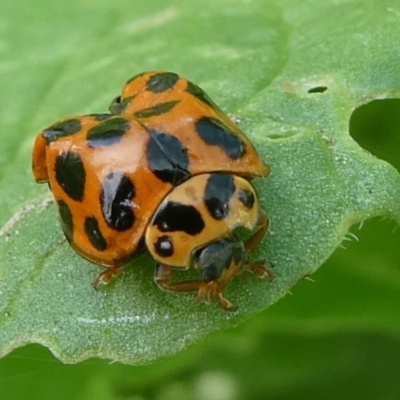 Harmonia conformis (Common Spotted Ladybird) at Charleys Forest, NSW - 12 Dec 2023 by arjay