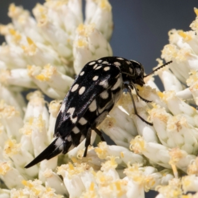 Mordella dumbrelli (Dumbrell's Pintail Beetle) at McKellar, ACT - 13 Dec 2023 by kasiaaus