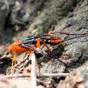 Lissopimpla excelsa at Higgins Woodland - 3 Dec 2023