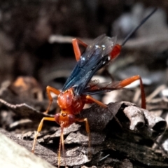 Lissopimpla excelsa at Higgins Woodland - 3 Dec 2023