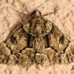 Aeolochroma metarhodata (Tea-tree Emerald (Geometrinae)) at Ainslie, ACT - 12 Dec 2023 by jb2602