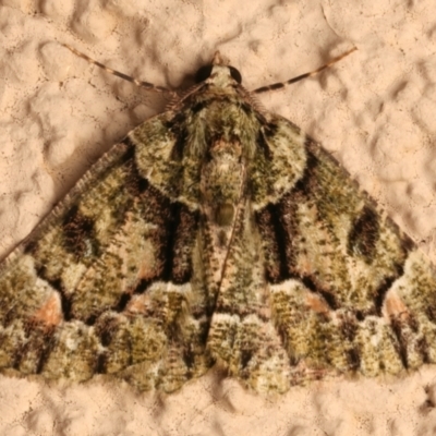 Aeolochroma metarhodata (Tea-tree Emerald) at Ainslie, ACT - 12 Dec 2023 by jb2602