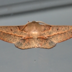 Antictenia punctunculus (A geometer moth) at Ainslie, ACT - 12 Dec 2023 by jb2602