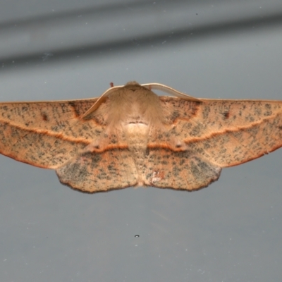 Antictenia punctunculus (A geometer moth) at Ainslie, ACT - 12 Dec 2023 by jb2602