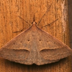 Epidesmia hypenaria (Long-nosed Epidesmia) at Ainslie, ACT - 12 Dec 2023 by jb2602