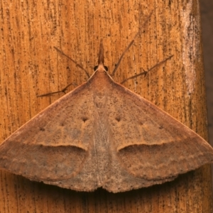 Epidesmia hypenaria at Ainslie, ACT - 12 Dec 2023