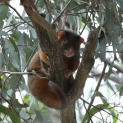 Pseudocheirus peregrinus (Common Ringtail Possum) at Ormiston, QLD - 14 Dec 2023 by TimL