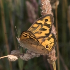 Heteronympha merope (Common Brown Butterfly) at McKellar, ACT - 12 Dec 2023 by kasiaaus