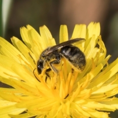 Lasioglossum (Chilalictus) sp. (genus & subgenus) (Halictid bee) at Croke Place Grassland (CPG) - 12 Dec 2023 by kasiaaus