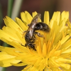 Lasioglossum (Chilalictus) sp. (genus & subgenus) at McKellar, ACT - 13 Dec 2023