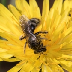 Lasioglossum (Chilalictus) sp. (genus & subgenus) at McKellar, ACT - 13 Dec 2023