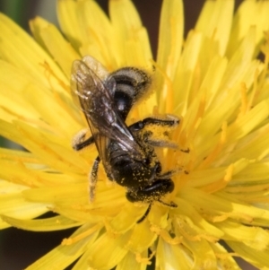 Lasioglossum (Chilalictus) sp. (genus & subgenus) at McKellar, ACT - 13 Dec 2023