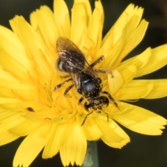 Lasioglossum (Chilalictus) sp. (genus & subgenus) at McKellar, ACT - 13 Dec 2023