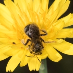 Lasioglossum (Chilalictus) sp. (genus & subgenus) at McKellar, ACT - 13 Dec 2023