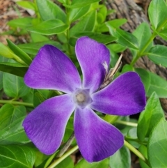 Vinca major (Blue Periwinkle) at Campbell, ACT - 13 Dec 2023 by Jmetcalfe001