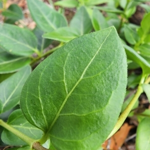 Vinca major at Mount Pleasant - 14 Dec 2023