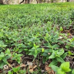 Vinca major at Mount Pleasant - 14 Dec 2023