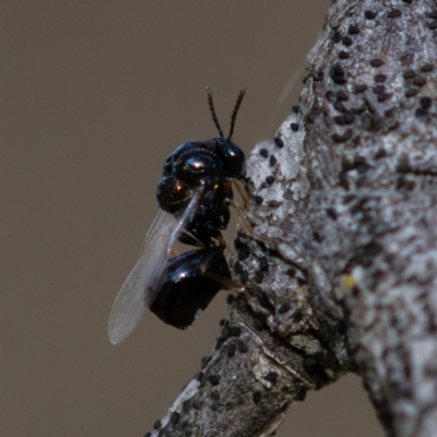 Eucharitidae (family) (Unidentified ant-parasite wasp) at Higgins Woodland - 12 Dec 2023 by Untidy