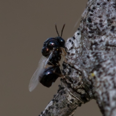 Eucharitidae (family) (Unidentified ant-parasite wasp) at Higgins Woodland - 12 Dec 2023 by Untidy