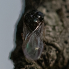 Eucharitidae (family) at Higgins Woodland - 12 Dec 2023 06:39 PM