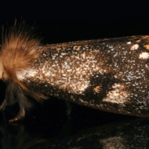 Epicoma contristis at Ainslie, ACT - 12 Dec 2023