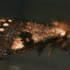 Epicoma contristis at Ainslie, ACT - 12 Dec 2023