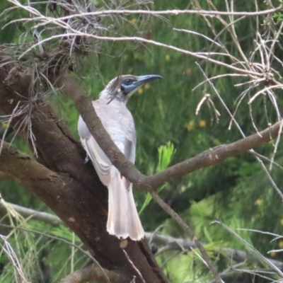 Philemon citreogularis (Little Friarbird) at Mount Majura - 13 Dec 2023 by BenW