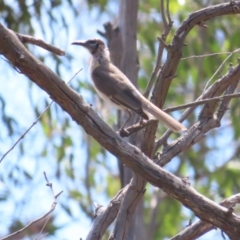 Philemon citreogularis at Mount Majura - 14 Dec 2023 10:47 AM