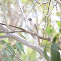 Philemon citreogularis at Mount Majura - 14 Dec 2023 10:47 AM