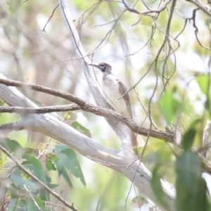 Philemon citreogularis at Mount Majura - 14 Dec 2023 10:47 AM