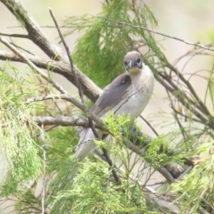 Philemon citreogularis at Mount Majura - 14 Dec 2023 10:47 AM