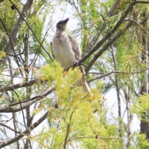 Philemon citreogularis at Mount Majura - 14 Dec 2023 10:47 AM