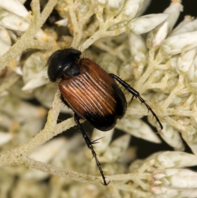 Phyllotocus navicularis (Nectar scarab) at McKellar, ACT - 13 Dec 2023 by kasiaaus