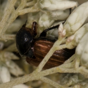 Phyllotocus navicularis at McKellar, ACT - 13 Dec 2023 09:28 AM