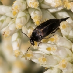 Mordellidae (family) (Unidentified pintail or tumbling flower beetle) at McKellar, ACT - 12 Dec 2023 by kasiaaus