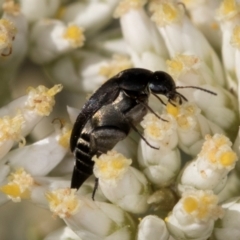 Mordellidae (family) at McKellar, ACT - 13 Dec 2023