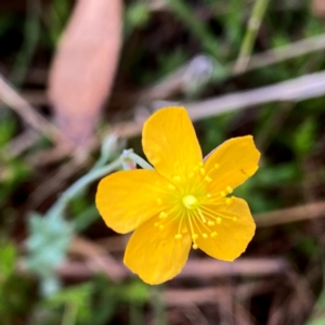 Hypericum gramineum at QPRC LGA - 14 Dec 2023