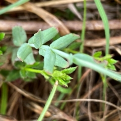 Hypericum gramineum at QPRC LGA - suppressed