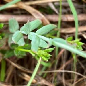 Hypericum gramineum at QPRC LGA - suppressed