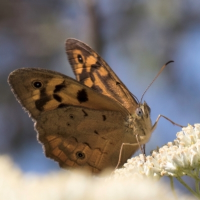 Heteronympha merope (Common Brown Butterfly) at McKellar, ACT - 13 Dec 2023 by kasiaaus