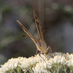 Heteronympha merope at McKellar, ACT - 13 Dec 2023